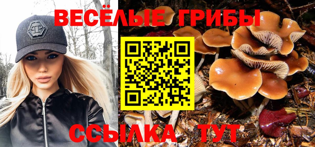 закладки  Вход с VPN  Старая Купавна  Псилоцибиновые грибы Psilocybe  Галлюциногенные грибы Psilocybe 